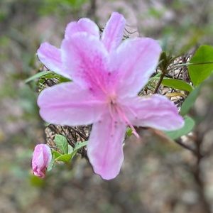 Meet your Posher, Rosie